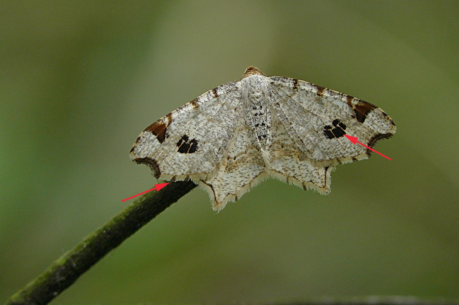 Macaria notata - Geometridae